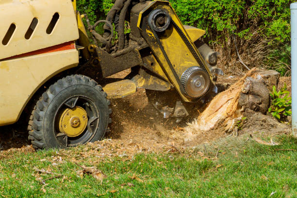 Trusted Hasson Heights, PA Tree Care Services Experts