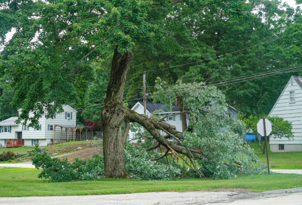 Tree and Shrub Care in Hasson Heights, PA